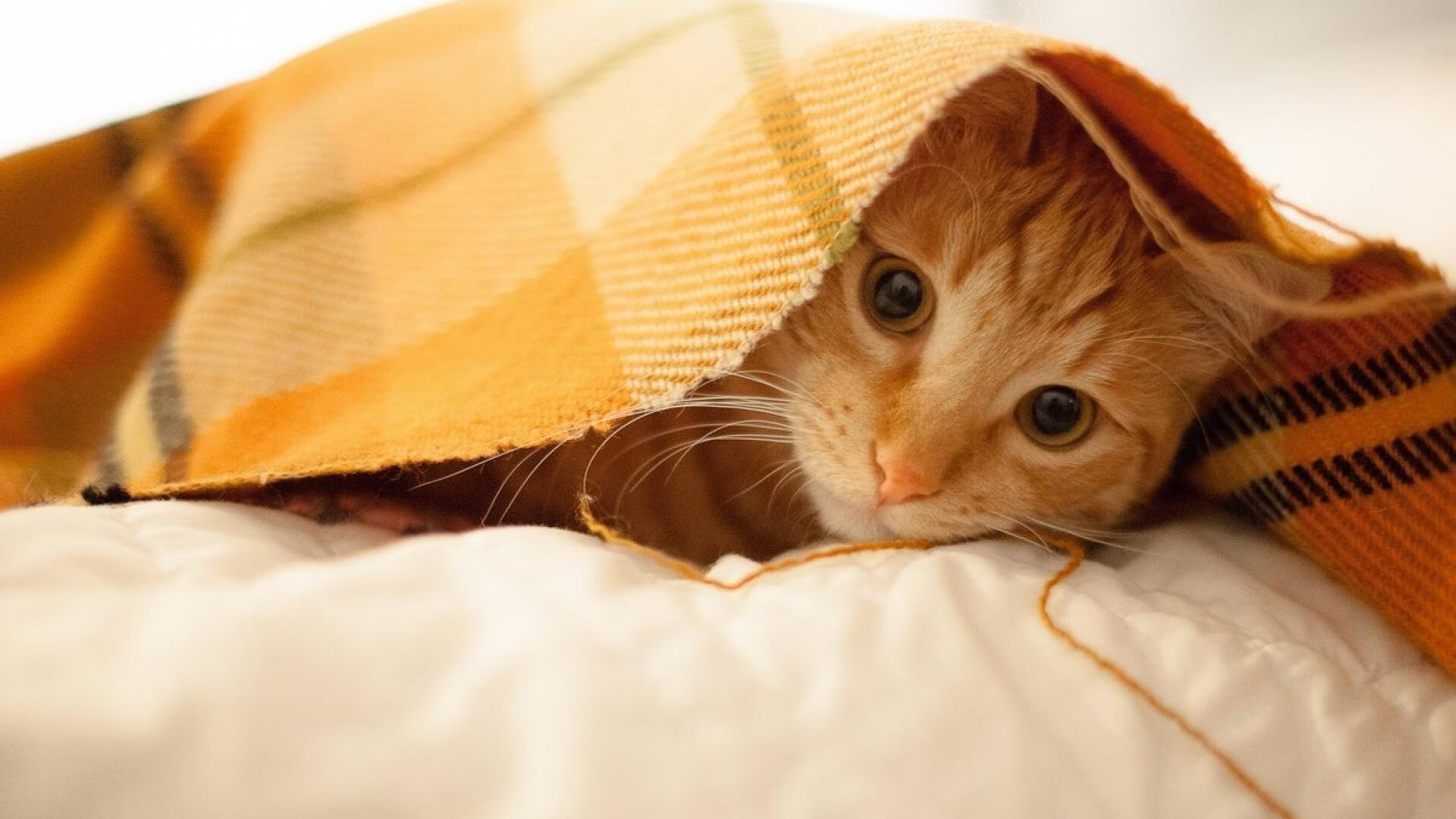 马德里竞技对阵卡塔尔，史诗对决中的唯一焦点—哈兰德的大场面先生本色